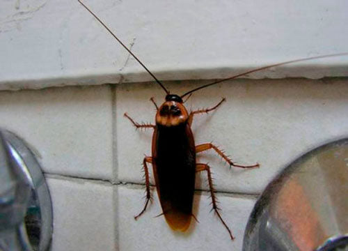 Pest Reject,  Uno de cada dos edificios en España es atacado por cucarachas y ratas.